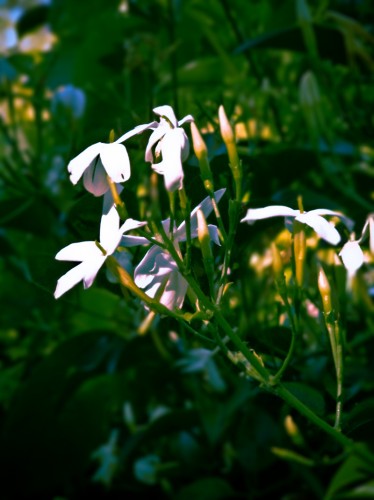 Jan 27 - Jasmine Flowers